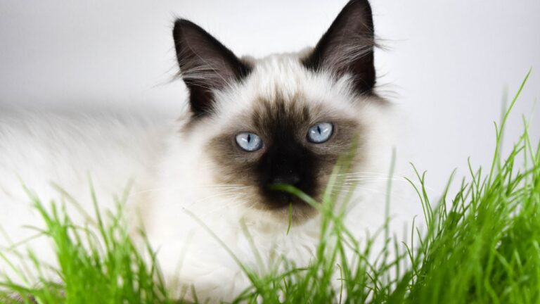 Diagnosing Cat Urinary Issues