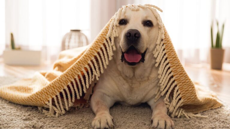 The Importance of Routine Dental Care for Pets
