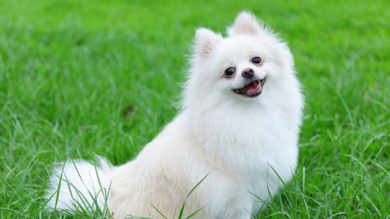 Allergy Testing & Treatment for Pets