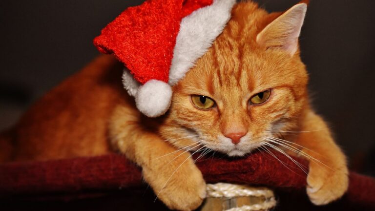 How to Help Your Pet Stay Calm During Holiday Gatherings
