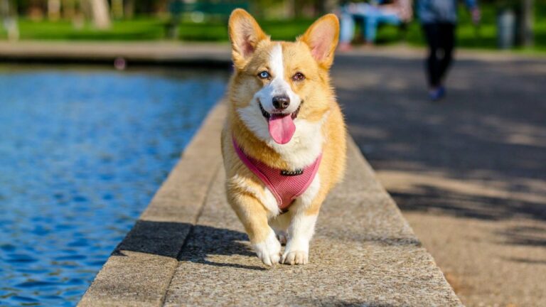 Preparing First Aid for Pets in San Marcos